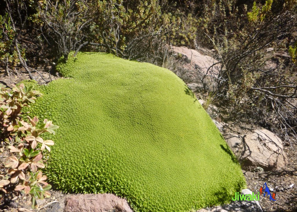 Parque Nacional De Sajama (3)